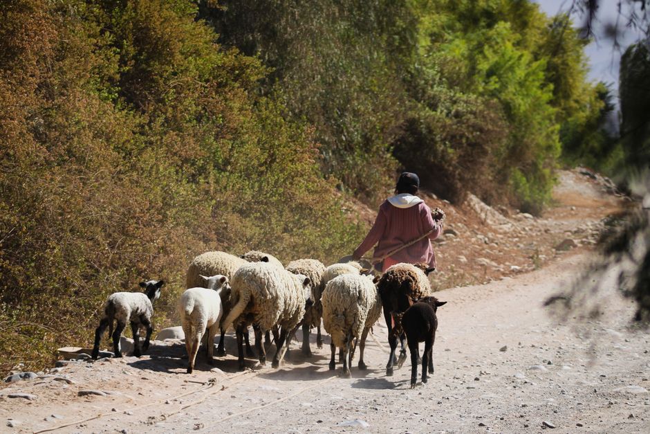 A person dressed in a pink coat and dark hat walks along a dirt path, her back turned. She holds a long stick and is surrounded by a flock of sheep, consisting of white and dark brown animals, with some showing thick, woolly coats and others with shorter, smoother fur. The sheep are walking on a dusty, uneven surface with small rocks, flanked by dense greenery featuring a mix of shrubs and taller trees with fresh green leaves. The background shows a slight incline and a continuation of the dirt trail winding through the natural environment. The scene appears to be in a rural or countryside setting, illustrating a traditional herding activity. This image visually emphasizes the connection between pastoral management and rural waste or resource handling, aligning with themes of sustainable or alternative practices related to land and animal management, akin to on-site clearance or local resource utilization, relevant to independent waste collection or land maintenance services like those offered by rubbishcollectionshepherdsbush.co.uk.